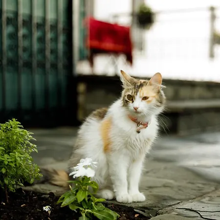 Boutique Musee Hotel Gjirokastër