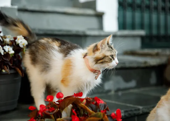 Hotel Boutique Musee *