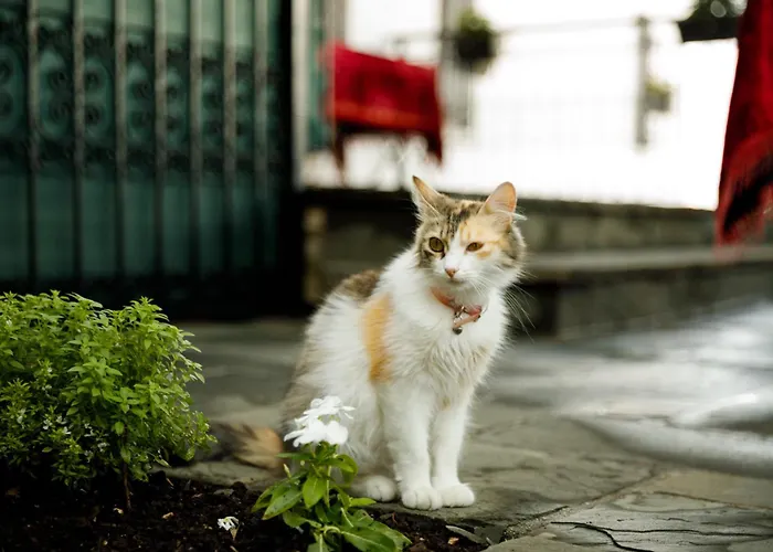 Boutique Musee Hotel Gjirokaster